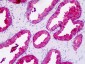 KLK3 / PSA Antibody (clone AT1D10)
